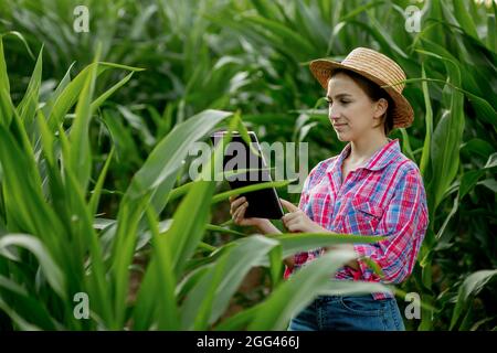 Kaukasischer Bauer, der im Maisfeld läuft und die Ernte vor der Ernte bei Sonnenuntergang untersucht. Landwirtschaft - Lebensmittelproduktion, Erntekonzept. Stockfoto