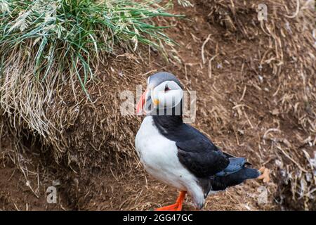 Papageitaucher in der wunderschönen Natur von Hafnarholmi in Borgarfjordur Eystri in Ostisland Stockfoto