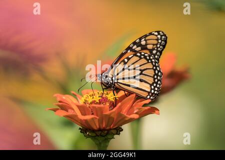 Nahaufnahme des Monarch Schmetterlings, der während der Wanderung auf einer Orangenblüte im kanadischen Garten ernährt.der wissenschaftliche Name dieses Insekts ist Danaus plexippus. Stockfoto