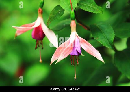 Atemberaubende Aussicht auf Hybrid Fuchsia (Lady's Eardrops, Fuchsia, Common Fuchia) Blumen, Nahaufnahme von rosa mit lila Blüten im Garten blühen Stockfoto