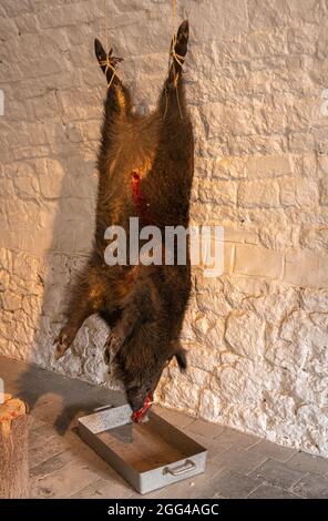 Dinant, Wallonien, Belgien - 8. August 2021: Festung Zitadelle. Nahaufnahme von getöteten braunhaarigen Wildschweinen, die an der weißen Wand in der Küche hängen. Stockfoto