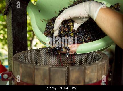 Weinlese. Die in einem Brecher verarbeiteten Trauben werden in eine Presse gegeben, um den Saft für Wein zu trennen. Der Herbst ist die Zeit der Weinlese und des Weins Maki Stockfoto