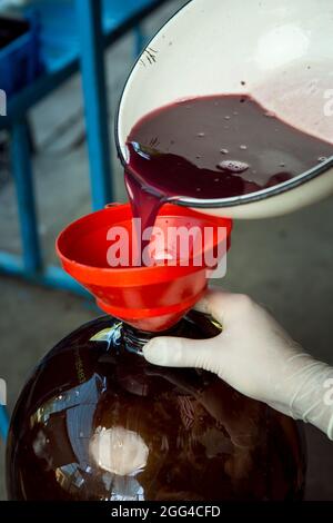 Weinlese. Der während des Pressvorgangs gewonnene Traubensaft wird in einen Gärbehälter gegossen. Der Herbst ist die Zeit der Weinlese und wi Stockfoto