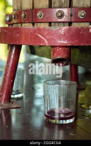 Weinlese. Traubensaft aus dem Pressvorgang. Frisch gepresster Traubensaft in einem Glas. Der Herbst ist die Zeit der Weinlese und des weins Stockfoto