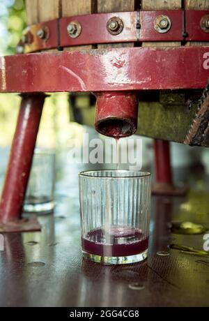 Weinlese. Traubensaft aus dem Pressvorgang. Frisch gepresster Traubensaft in einem Glas. Der Herbst ist die Zeit der Weinlese und des weins Stockfoto