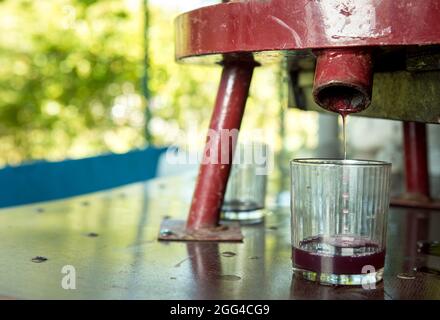 Weinlese. Traubensaft aus dem Pressvorgang. Frisch gepresster Traubensaft in einem Glas. Der Herbst ist die Zeit der Weinlese und des weins Stockfoto