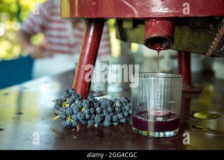 Weinlese. Traubensaft aus dem Pressvorgang. Frisch gepresster Traubensaft in einem Glas. Der Herbst ist die Zeit der Weinlese und des weins Stockfoto