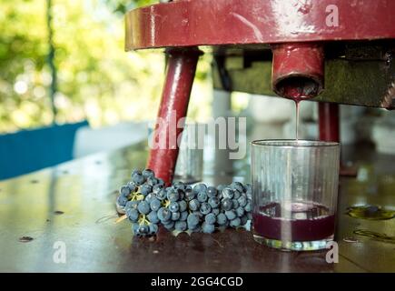 Weinlese. Traubensaft aus dem Pressvorgang. Frisch gepresster Traubensaft in einem Glas. Der Herbst ist die Zeit der Weinlese und des weins Stockfoto