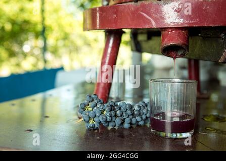 Weinlese. Traubensaft aus dem Pressvorgang. Frisch gepresster Traubensaft in einem Glas. Der Herbst ist die Zeit der Weinlese und des weins Stockfoto