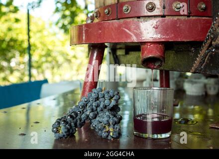 Weinlese. Traubensaft aus dem Pressvorgang. Frisch gepresster Traubensaft in einem Glas. Der Herbst ist die Zeit der Weinlese und des weins Stockfoto