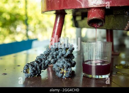 Weinlese. Traubensaft aus dem Pressvorgang. Frisch gepresster Traubensaft in einem Glas. Der Herbst ist die Zeit der Weinlese und des weins Stockfoto