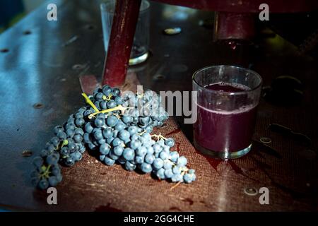 Weinlese. Traubensaft aus dem Pressvorgang. Frisch gepresster Traubensaft in einem Glas. Der Herbst ist die Zeit der Weinlese und des weins Stockfoto