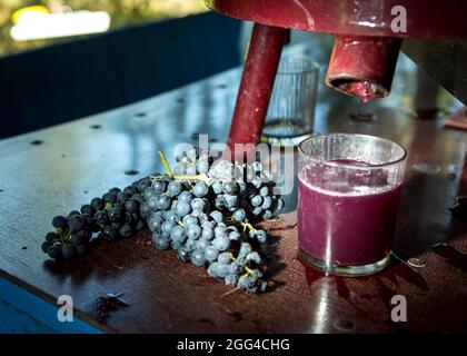 Weinlese. Traubensaft aus dem Pressvorgang. Frisch gepresster Traubensaft in einem Glas. Der Herbst ist die Zeit der Weinlese und des weins Stockfoto