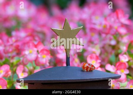 goldener Stern auf einer Grablampe vor rosa Blüten in verschwommenem Hintergrund Stockfoto