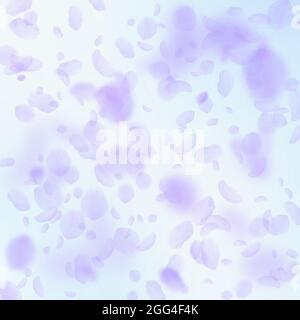 Violette Blütenblätter fallen herunter. Faszinierende romantische Blumen fallen Regen. Fliegendes Blütenblatt auf blauem Himmel quadratischem Hintergrund. Liebe, Romantik Konzept. Wunderschöne Hochzeitseinladung. Stock Vektor