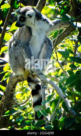 Katta Zoo von Calgary Alberta Stockfoto