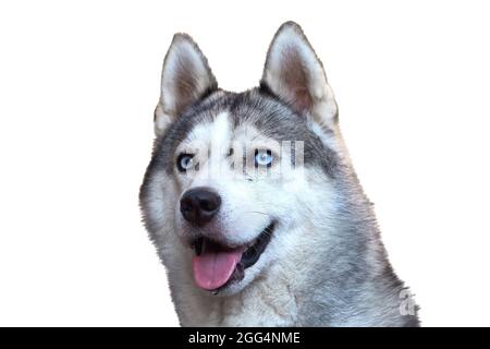 Porträt eines Hundes mit blauen Augen isoliert auf weißem Hintergrund Stockfoto