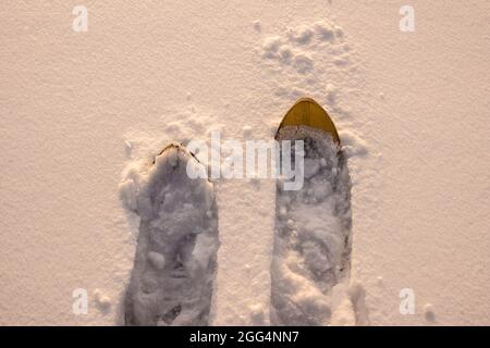 Wandern auf breiten Holzskiern im tiefen Schnee unter den Strahlen der niedrigen Wintersonne Stockfoto