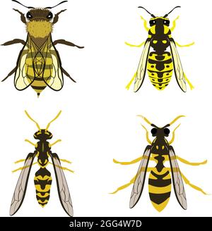 Großes Set von Bee Wasp Gelb Jacke Hornet Vektor Illustration Füllen und Umriss isoliert auf weißem Hintergrund Stock Vektor