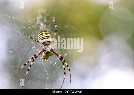 Schwarz-gelber Streifen Argiope bruennichi Wespenspinne auf Netz. Stockfoto