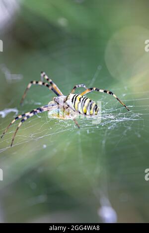 Schwarz-gelber Streifen Argiope bruennichi Wespenspinne auf Netz. Stockfoto