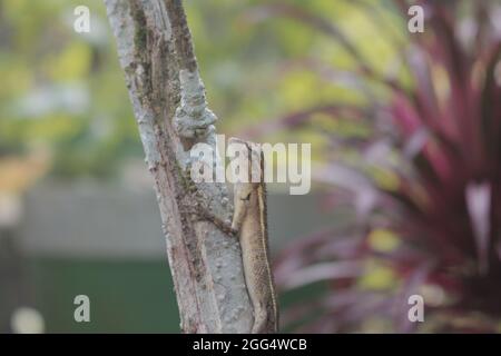Nahaufnahme einer braunen weiblichen Eidechse, die am Morgen auf dem Stamm einer kleinen Pflanze mit grünlichem Hintergrund liegt Stockfoto