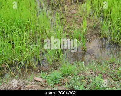 Das Wasser fließt auf dem Boden, der die Reispflanzung ist, Getreideernte in tropischen, dichten Gruppe von Pflanzen auf schmutzigen Land, Plantation Area in Thailand Stockfoto