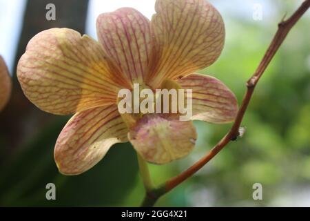 Nahaufnahme einer rosafarbenen, gelben und orangen gemischten Orchideenblume mit verschwommenem Hintergrund Stockfoto