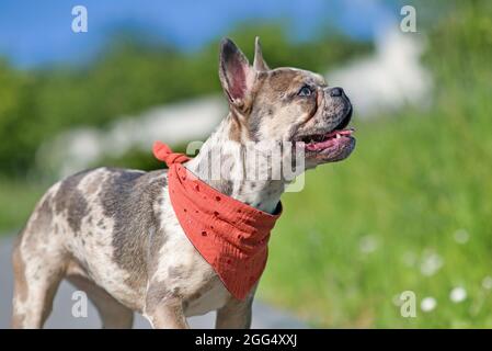 Junge französische Bulldogge in Merle-Farbe mit rotem Nackentuch Stockfoto