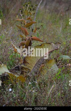 Die aschige Sonnenblume am Ende ihrer Blütezeit Stockfoto