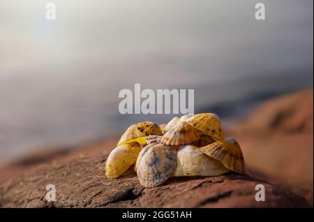 Muscheln, mit schönem Licht und Meer Meer Hintergrund Stockfoto