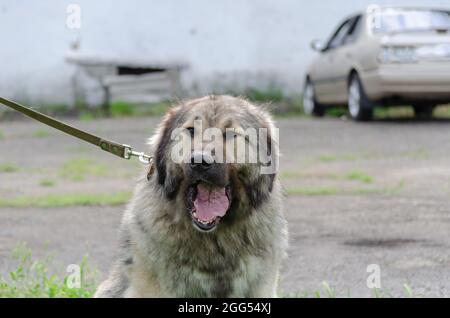Kaukasischer Schäferhund. Haustier gähnt, während man draußen an der Leine sitzt. Frontalansicht eines erwachsenen grau-schwarzen Hundes. Stockfoto