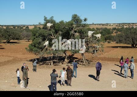 Arganbäume und die Ziegen auf dem Weg zwischen Marrakesch und Essaouira in Morocco.Argan Öl wird durch die Verwendung der Samen davon produziert. Stockfoto