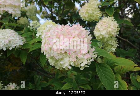 Hortensia paniculata oder Rispenhortensie mit zarten rosa gefärbten Blütenblättern Stockfoto