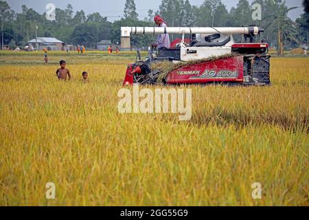 DHAKA, BANGLADESCH - 27. AUGUST: Ein Landwirt aus dem Bakshiganj-Gebiet von Jamalpur während des Prozesses des Schneid- und Dreschpaddies als Teil der Ernte mit Getreidemaschine am 27. August 2021 in Dhaka, Bangladesch. Foto: Maruf Rahman / Eyepix Group / The Photo Access Stockfoto