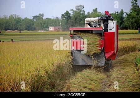 DHAKA, BANGLADESCH - 27. AUGUST: Ein Landwirt aus dem Bakshiganj-Gebiet von Jamalpur während des Prozesses des Schneid- und Dreschpaddies als Teil der Ernte mit Getreidemaschine am 27. August 2021 in Dhaka, Bangladesch. Foto: Maruf Rahman / Eyepix Group / The Photo Access Stockfoto