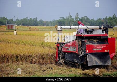 DHAKA, BANGLADESCH - 27. AUGUST: Ein Landwirt aus dem Bakshiganj-Gebiet von Jamalpur während des Prozesses des Schneid- und Dreschpaddies als Teil der Ernte mit Getreidemaschine am 27. August 2021 in Dhaka, Bangladesch. Foto: Maruf Rahman / Eyepix Group / The Photo Access Stockfoto