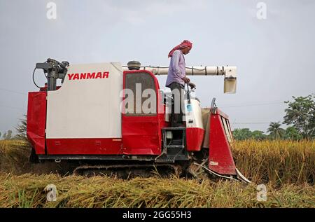 DHAKA, BANGLADESCH - 27. AUGUST: Ein Landwirt aus dem Bakshiganj-Gebiet von Jamalpur während des Prozesses des Schneid- und Dreschpaddies als Teil der Ernte mit Getreidemaschine am 27. August 2021 in Dhaka, Bangladesch. Foto: Maruf Rahman / Eyepix Group / The Photo Access Stockfoto