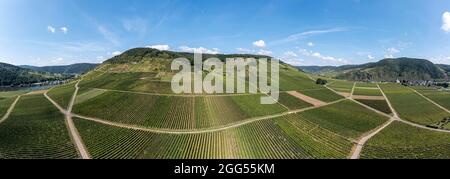 Panorama-Luftaufnahme der Weinberge von Ellenz-Poltersdorf an der Mosel, Deutschland Stockfoto