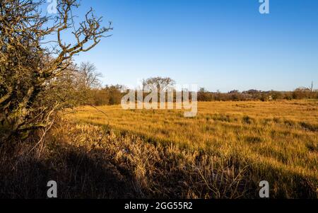 Die Wintersonne scheint auf einem von Bäumen gesäumten feuchten Sumpfland auf Threave Estate, Dumfries und Galloway, Schottland Stockfoto