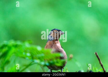 Gewöhnlicher Buchfink (Fringilla coelebs) im Wald - selektiver Fokus Stockfoto