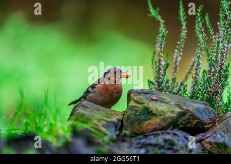 Gewöhnlicher Buchfink (Fringilla coelebs) im Wald - selektiver Fokus Stockfoto
