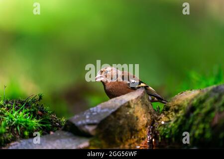 Gewöhnlicher Buchfink (Fringilla coelebs) im Wald - selektiver Fokus Stockfoto