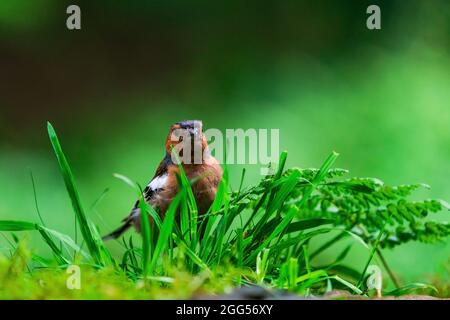 Gewöhnlicher Buchfink (Fringilla coelebs) im Wald - selektiver Fokus Stockfoto