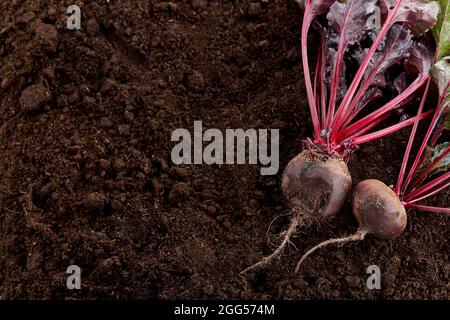 Frisch geerntete biologische Rote Beete auf gemahlenem Hintergrund Stockfoto