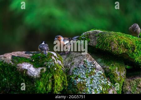 Gewöhnlicher Buchfink (Fringilla coelebs) im Wald - selektiver Fokus Stockfoto