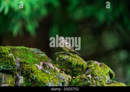 Gewöhnlicher Buchfink (Fringilla coelebs) im Wald - selektiver Fokus Stockfoto
