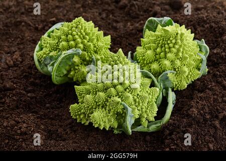 Romanesco Blumenkohl Nahaufnahme auf dem Boden Hintergrund Stockfoto