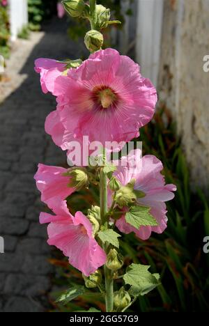 FRANKREICH. CHARENTE-MARITIME (17) ILE DE RE. DAS DORF SAINT-MARTIN. NAHAUFNAHME EINES HOLLYHOCKS Stockfoto