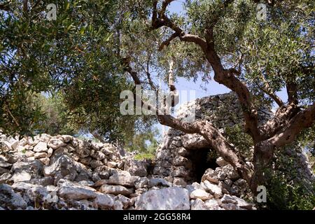 Das Pajare, ein typisches Steingebäude für Tierheim, in Salento Puglia Italien Stockfoto